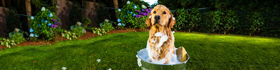 Tips para bañar a tu perro y ahorrar agua