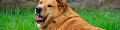 Obesidad canina: ¿Por qué engorda mi perro?