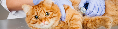 ¿Qué es el Virus de la Inmunodeficiencia Felina?