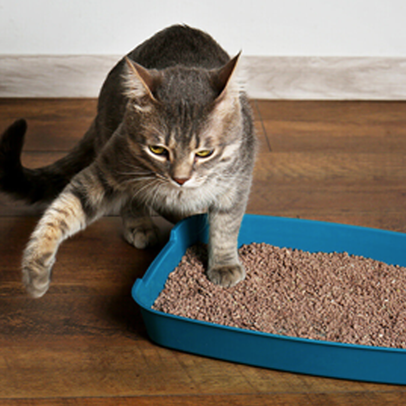 consejos para mantener limpio el arenero de mi gato y que lo use –  Croquetero