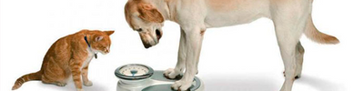 Obesidad en perros y gatos: una situación de riesgo