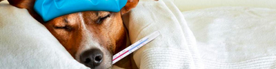 Tips para prevenir la gripe canina
