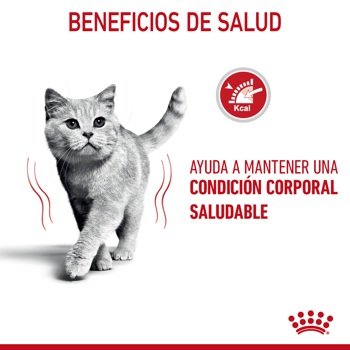 Alimento Húmedo en Lata para Gato Adulto Royal Canin SPT FCN Weight Care Loaf in Sauce  Pieza Individual