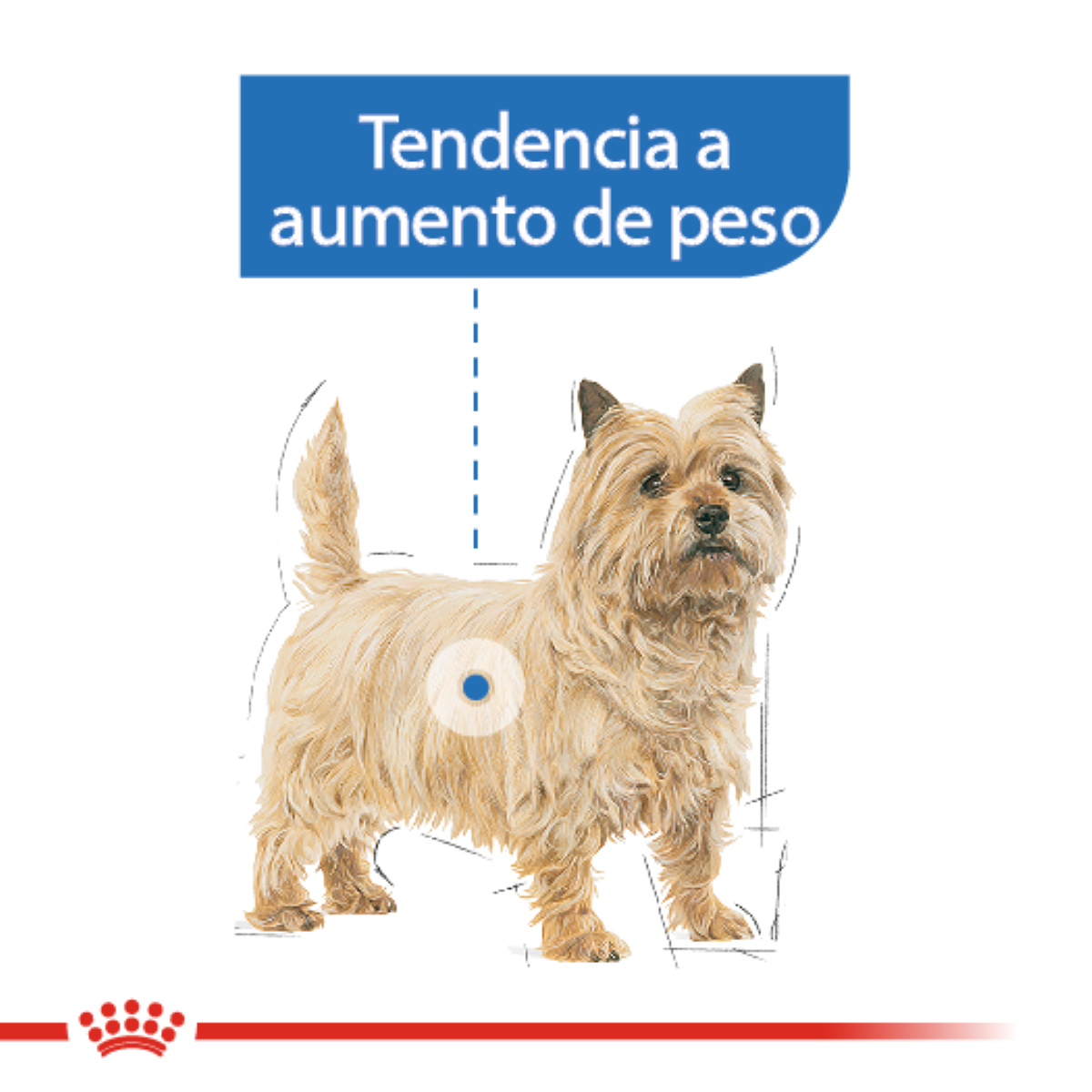 Alimento Húmedo en Lata para Perro Adulto Royal Canin SPT Weight Care Loaf in Sauce Pieza Individual
