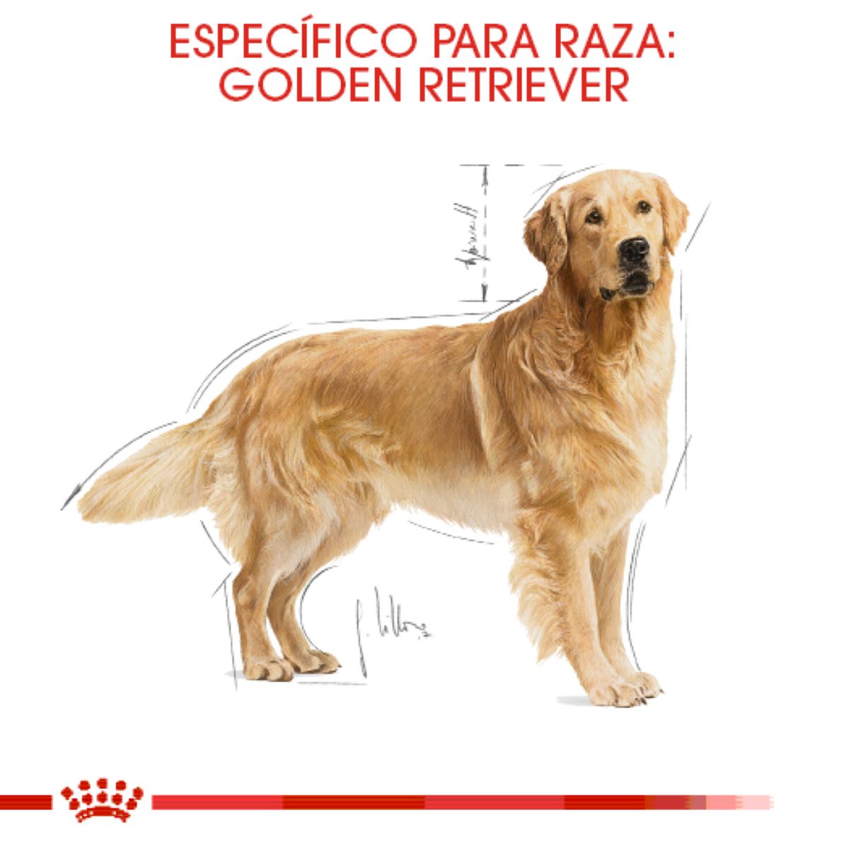 Alimento para Perro Adulto Golden Retriever Royal Canin SPT 13.6 kg