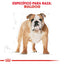 Alimento para Perro Royal Canin BHN Bulldog 24
