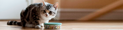 Beneficios de la comida húmeda para gatos