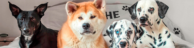 Dog Stop Company: Una historia de éxito en hospedaje canino
