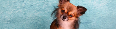 Cuidados básicos para perros de raza Chihuahua