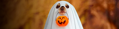 Ideas para diseñar el disfraz de halloween para tus mascotas
