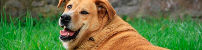 Guía para identificar y atender el sobrepeso en perros