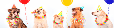 ¿Cuándo es el día del perro y por qué lo celebramos?