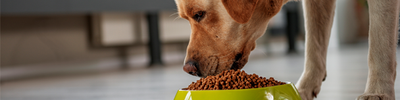 Guía para identificar y evitar los principales problemas digestivos en perros