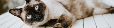 Gatos curiosos: 10 cosas que debes saber sobre los gatos siameses