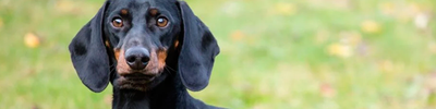 Top 10 de las razas de perros más longevas