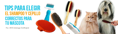 Tips para Elegir el Shampoo y Cepillo Correctos para tu Mascota