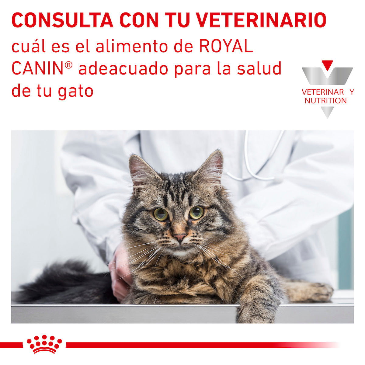 Alimento para Gato Adulto Enfermedad Renal Royal Canin VET Renal Support F Feline