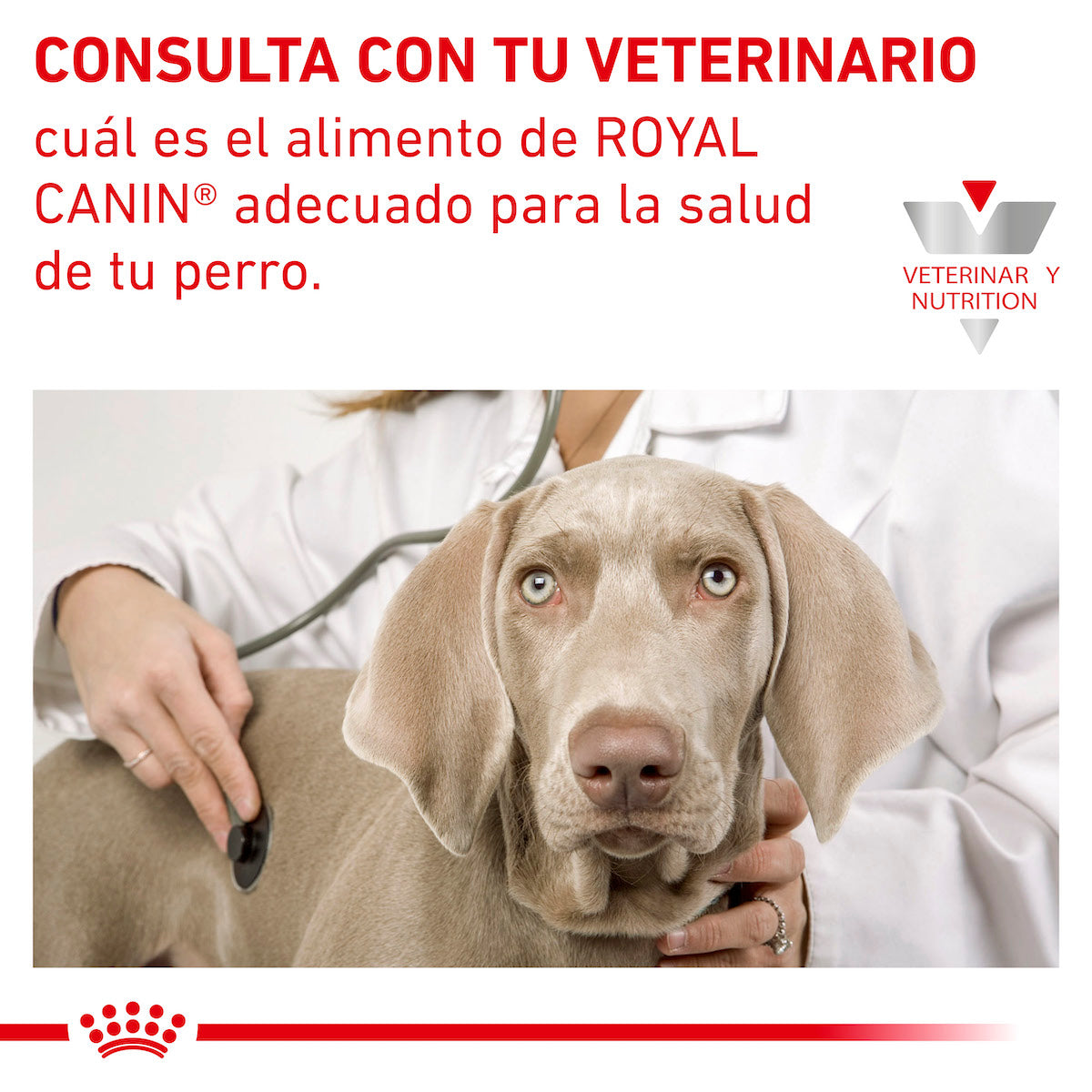 Alimento en Lata para Perro Adulto Enfermedad Renal D Tiras en Salsa Royal Canin VET Renal Support D MIG Canine
